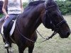 stallion Deichgraf (Hanoverian, 1985, from Don Juan)