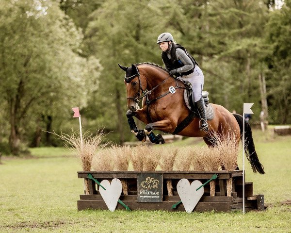 jumper Cayo Coco En Color (German Warmblood, 2013, from Coco Maurice)