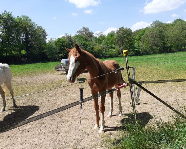 jumper Wilder Bill (Trakehner, 2021, from Tecumseh)