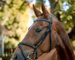 dressage horse Bonita 535 (German Sport Horse, 2016, from Bon Coeur)