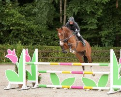 Springpferd Lomar vd Hees (Zangersheide Reitpferd, 2017, von Lyjanero)