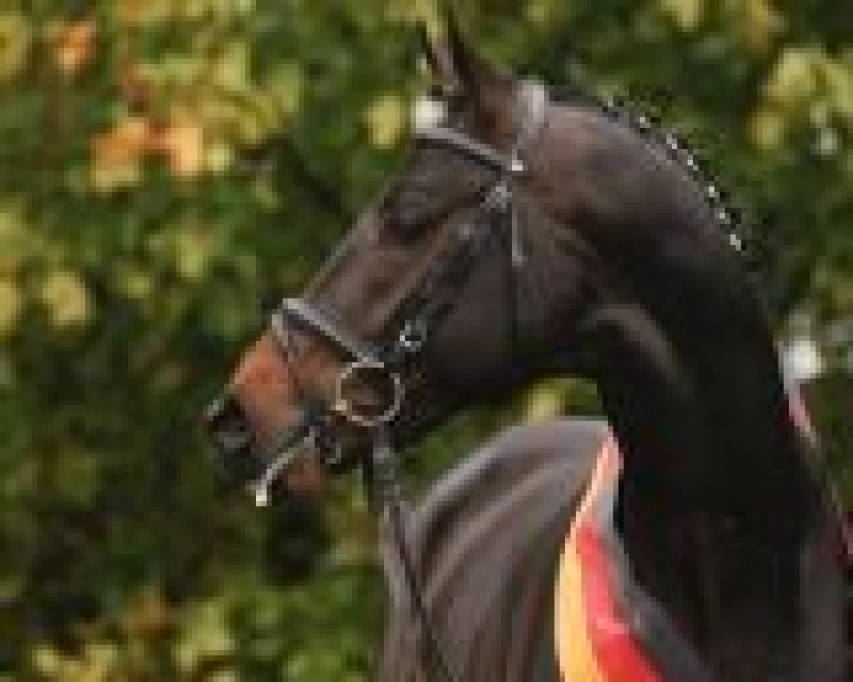 Deckhengst Iskander (Trakehner, 2006, von Le Rouge 7)