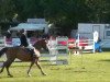 Pferd Vainqueur d'Or (Schweizer Warmblut, 2004, von Veneur du Defey)