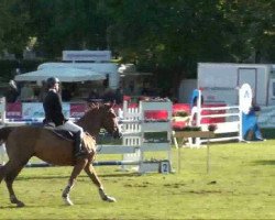 horse Vainqueur d'Or (Swiss Warmblood, 2004, from Veneur du Defey)