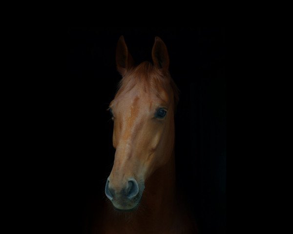 dressage horse Eragon 46 (Hanoverian, 2010, from Edward 28)
