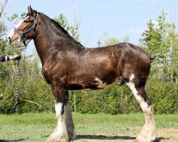 Pferd Willow Way Inferno (Clydesdale, 2008, von Willow Way Bacardi)