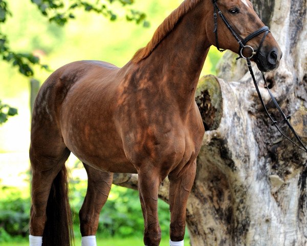 horse Wellness 43 (Hanoverian, 2002, from Waterford)