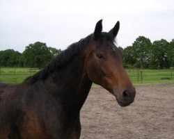 dressage horse Laila (Oldenburg, 2003, from Depardieu 11)