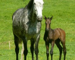 horse La Isla Bonita M (German Warmblood, 2001, from Lone Star)