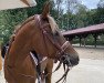 jumper Diamina (German Riding Pony, 2011, from Dressman V)