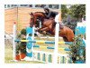 jumper Solino Q (Hanoverian, 2006, from Salito)