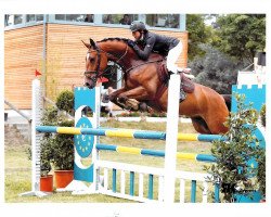 jumper Solino Q (Hanoverian, 2006, from Salito)