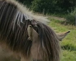 horse Mikka (Fjord Horse, 2020, from Turbo Romeo N.2573)