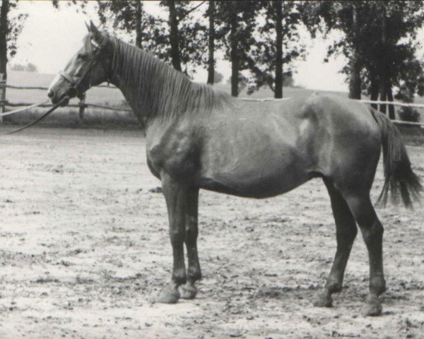 broodmare Sütvény Ozora (Mályva) (Hungarian Warmblood, 1961, from 969 Ozora Árvácska)