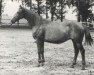 broodmare Sütvény Ozora (Mályva) (Hungarian Warmblood, 1961, from 969 Ozora Árvácska)