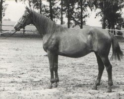 Zuchtstute Sütvény Ozora (Mályva) (Ungarisches Warmblut, 1961, von 969 Ozora Árvácska)