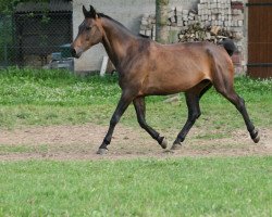 broodmare Laura 141 (Saxony-Anhaltiner, 1994, from Ladero)