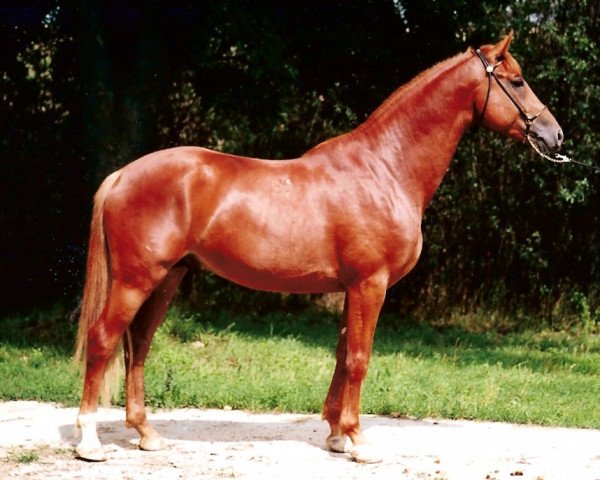 Pferd Ozora II Rémusz (Kisberer-Felver, 1999, von 2442 Verőcemaros Ozora Árvácska-82)