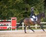 dressage horse Sinjus (Holsteiner, 2007, from Singulord Joter)