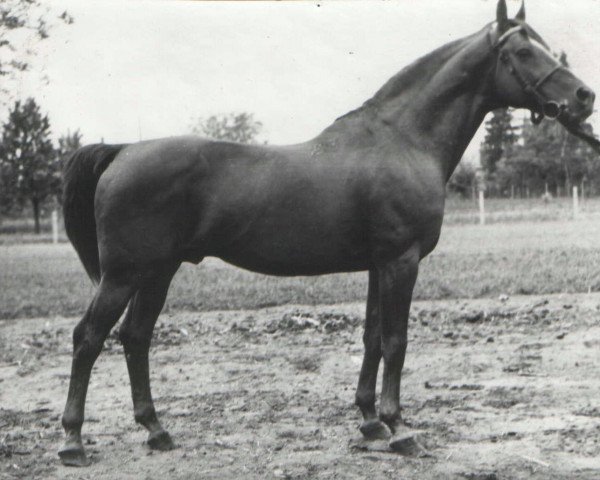 Deckhengst Shannon (Ungarisches Warmblut, 1997, von Shannon IV)