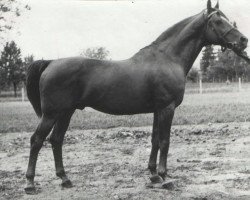 stallion Shannon (Hungarian Warmblood, 1997, from Shannon IV)