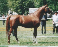 stallion Ozora II Gyarlo (Kisber-Felver, 1994, from 2442 Verőcemaros Ozora Árvácska-82)