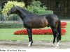 stallion Saint Tropez (Trakehner, 1993, from Tolstoi)