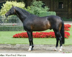 stallion Saint Tropez (Trakehner, 1993, from Tolstoi)