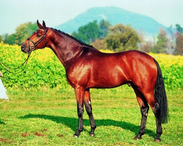 Pferd Royaldik (Oldenburger, 1999, von Royal Diamond)
