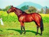 stallion Royaldik (Oldenburg, 1999, from Royal Diamond)