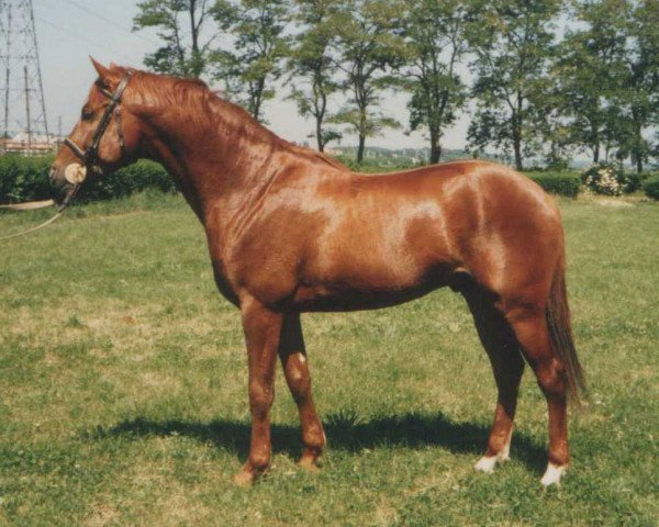 horse Ozora II Álmatlan (Kisber-Felver, 1993, from 2442 Verőcemaros Ozora Árvácska-82)