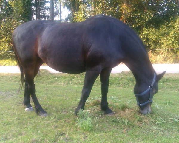 Pferd Candid Ronja (Connemara-Pony, 1995)