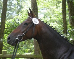 broodmare Primera (Westphalian, 2004, from Primeur's As)