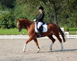 horse Grand Goriot (Hanoverian, 2005, from Grand Cru)