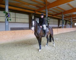 stallion Samand 3 (Hanoverian, 2008, from Sir Donnerhall I)