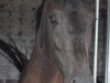 broodmare Siandra du Sympathico (Westphalian, 2008, from Sorento OLD)