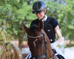 dressage horse Casper 489 (Holsteiner, 2016, from Conquest 4)