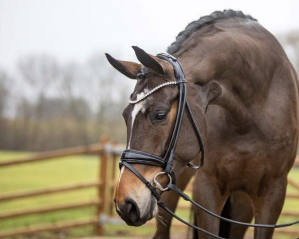 dressage horse Bonne Couleur (Hanoverian, 2018, from Bon Coeur)