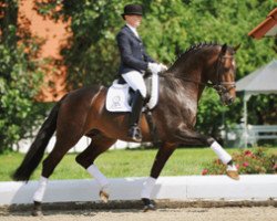 dressage horse For Compliment (Rheinländer, 2004, from Fidermark)