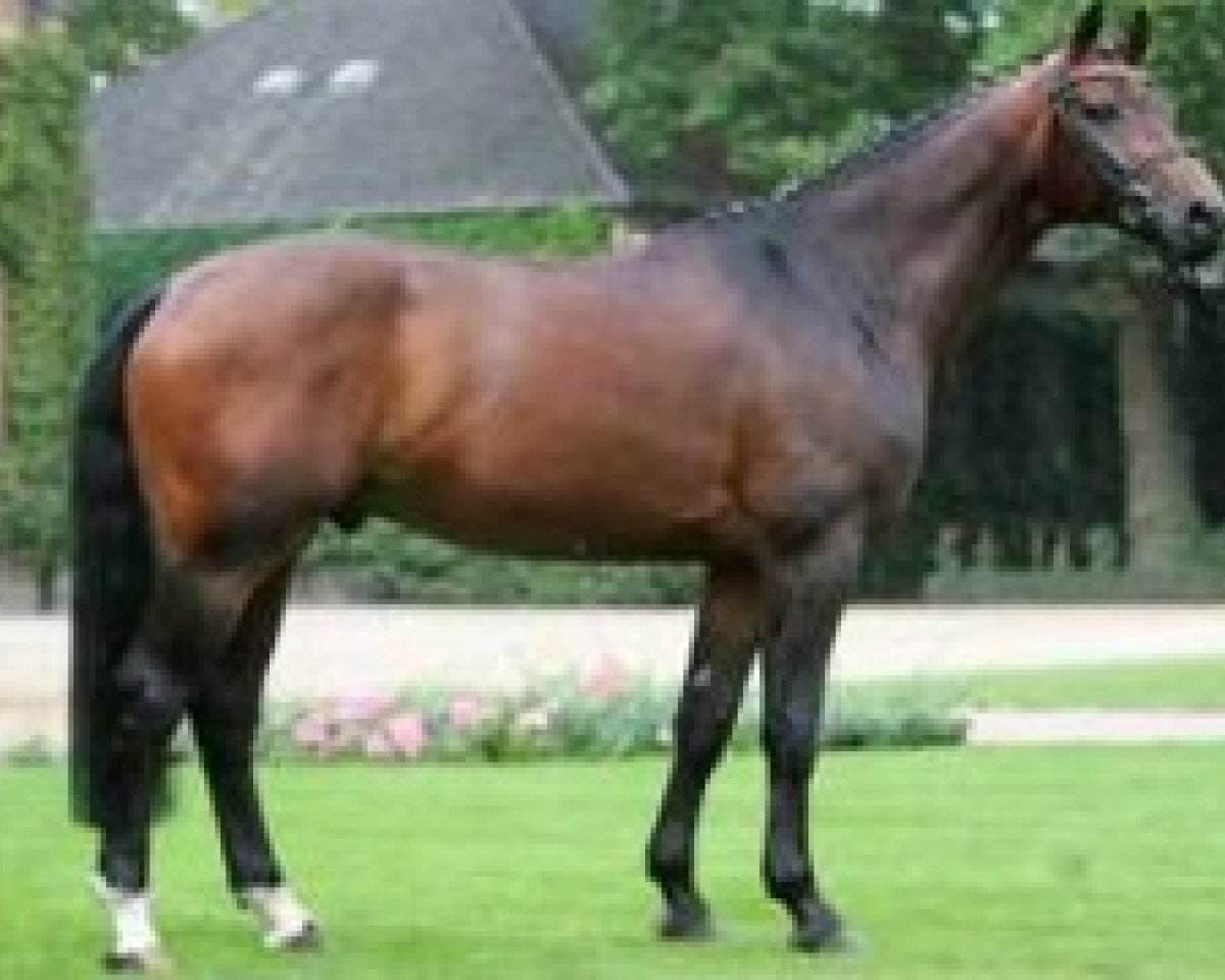 Deckhengst Flovino (Westfale, 2002, von Florestan I)