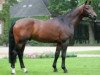 stallion Flovino (Westphalian, 2002, from Florestan I)
