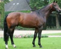 stallion Flovino (Westphalian, 2002, from Florestan I)