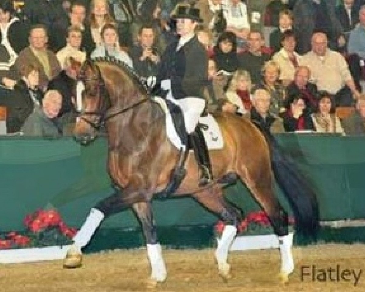 Deckhengst Flatley 2 (Rheinländer, 2004, von Fürst Piccolo)