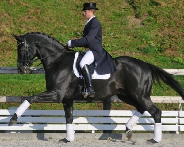 dressage horse Dramatic (Hanoverian, 2002, from Don Frederico)