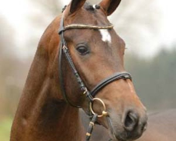 stallion Ips Don Massimo (Oldenburg, 2005, from Don Larino 171 FIN)