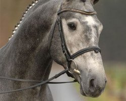 stallion Cassini Boy Junior (Holsteiner, 2004, from Cassini II)