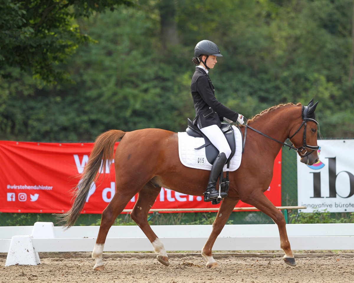 dressage horse Capri (German Riding Pony, 2016, from Chantre 31)