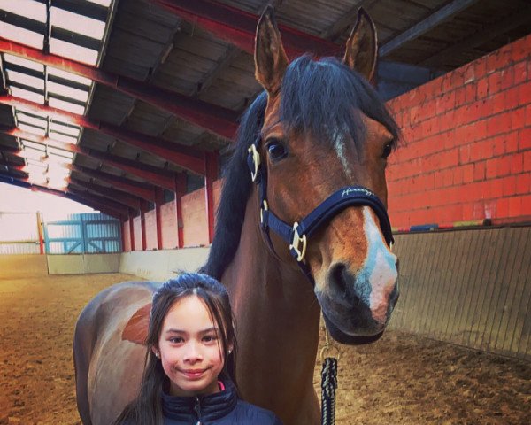 jumper Carlton Hill J (German Riding Pony, 2013, from Champion de Leon J)