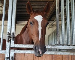 broodmare Francesca 58 (Westphalian, 2003, from Fürst Piccolo)