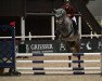 jumper Dalando 3 (Oldenburg show jumper, 2017, from Dallas VDL Z)